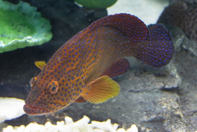 A photo of Coral hind (Yukatahata)