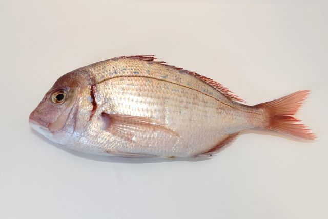a photo of Crimson sea bream (Chidai)