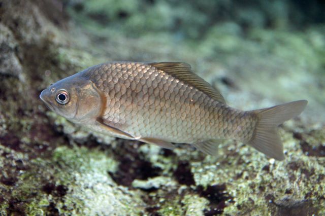 a photo of Crucian carp (Ginbuna)