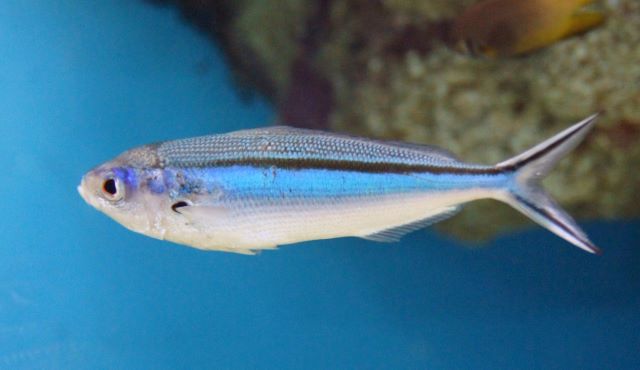 a photo of Dark-banded fusilier (Kumazasahanamuro)