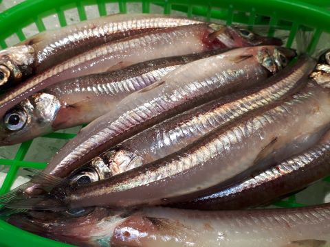 a photo of Deepsea smelt (Nigisu)