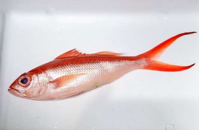 a photo of Deepwater longtail red snapper (Onaga)