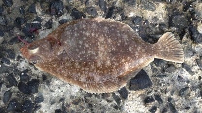 A photo of Dusky sole (Asabagarei)