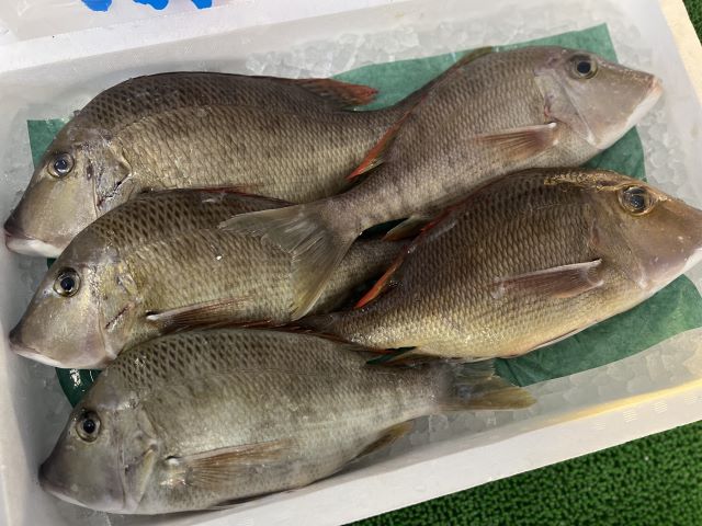 a photo of Emperor fish (Fuefukidai)