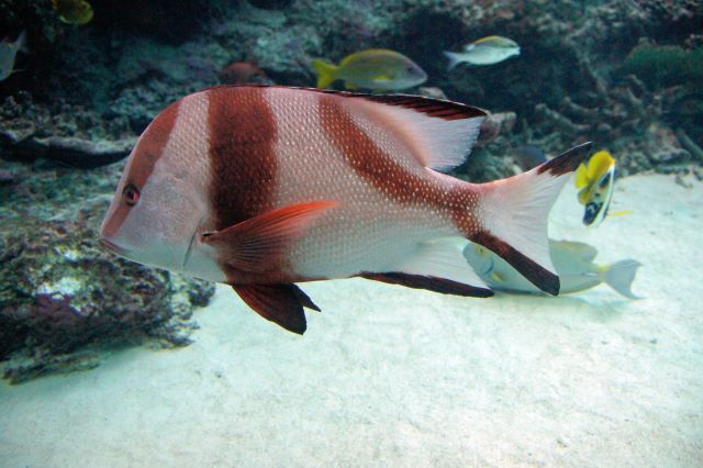 a photo of Emperor red snapper (Sennendai)