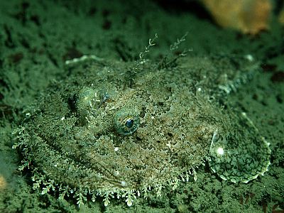 A photo of European angler (Nishiankou)