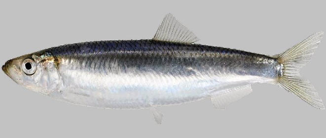 A photo of European sprat