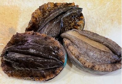 a photo of Ezo abalone (Ezo awabi)