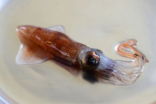 a photo of Firefly squid (Hotaru ika)