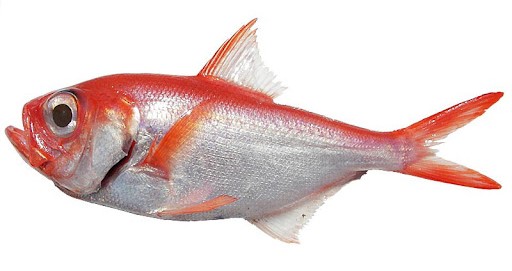 A photo of Fusenkinme.