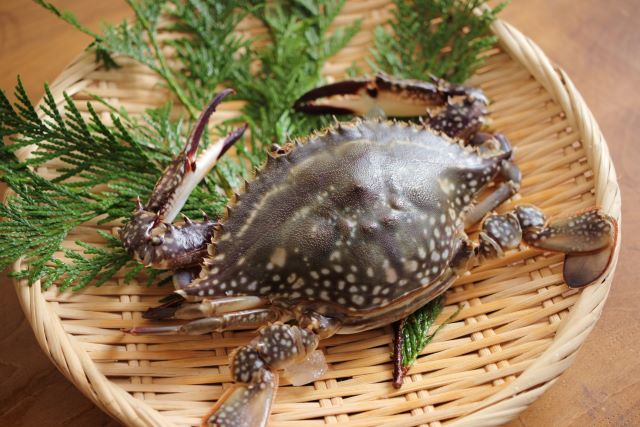 a photo of Gazami crab (Watarigani)