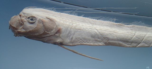 A photo of Giant oarfish (Ryuguunotukai)