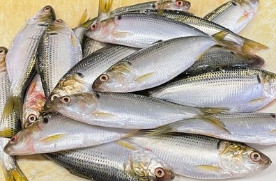 a photo of Gizzard shad (Kohada)