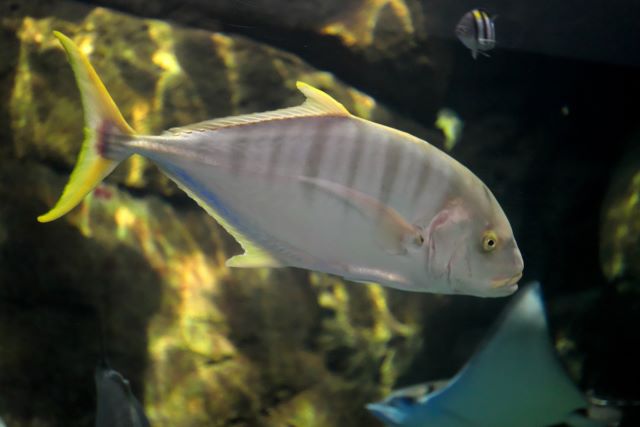 A photo of Golden trevally (Koganeshimaaji)