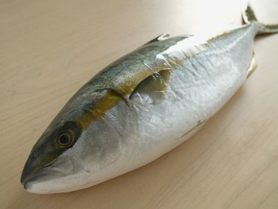 a photo of Goldstriped amberjack (Hiramasa)