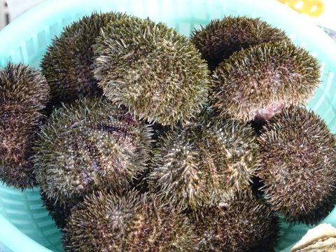 a photo of Green sea urchin (Bafun uni)