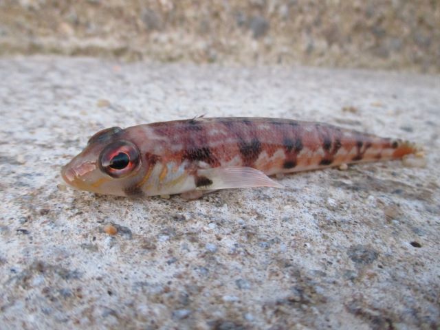 a photo of Grub fish (Kurakaketoragisu)