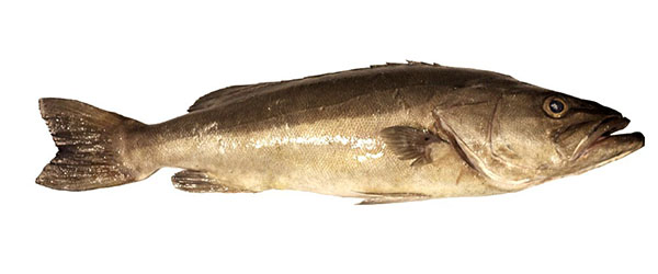 A photo of Hapuku wreckfish (Minamaosuzuki)
