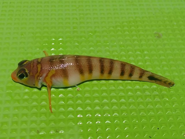 a photo of Harlequin sandsmelt (Toragisu)