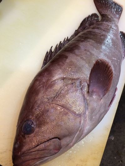a photo of Sevenband grouper (Hata)