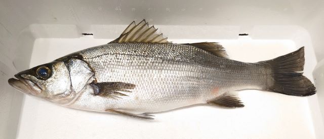 a photo of Blackfin Seabass (Hirasuzuki)