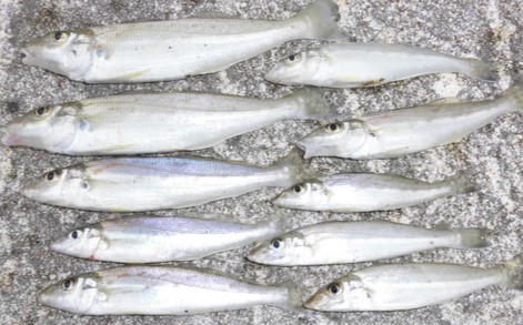 A photo of Oriental sillago (Hoshigisu)