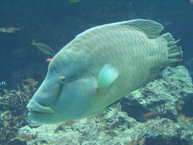 A photo of Humphead wrasse (Meganemochinouo)