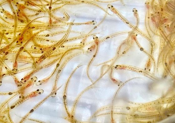 a photo of Ice goby (Shirouo)