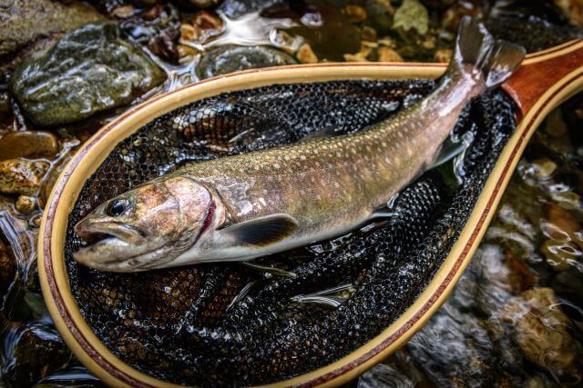 a photo of Iwana