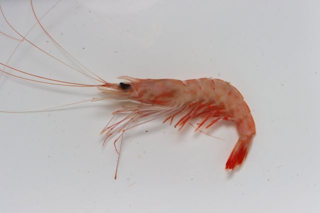 A photo of Jack-knife shrimp (Higenagaebi)