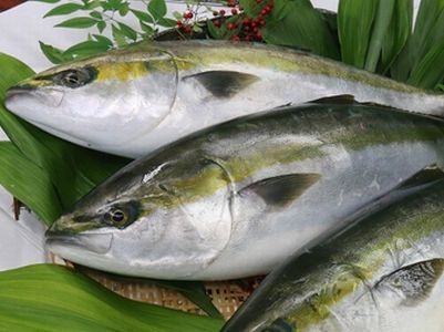 a photo of Japanese amberjack (Buri)