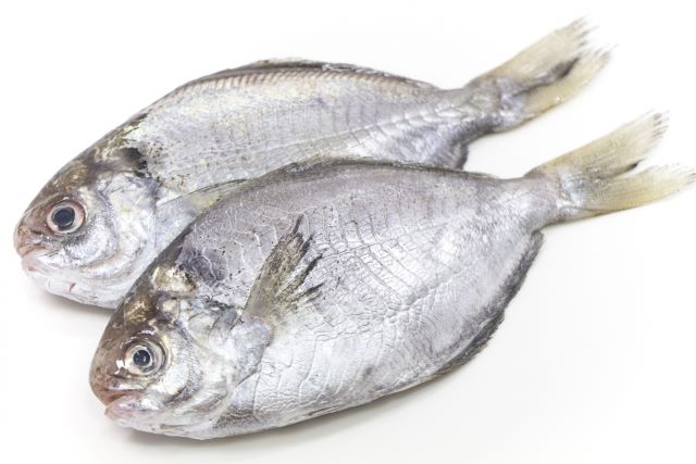 a photo of apanese butterfish (Ebodai)