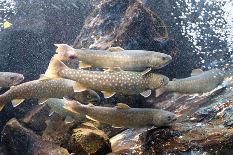 a photo of Japanese char (Gogi)
