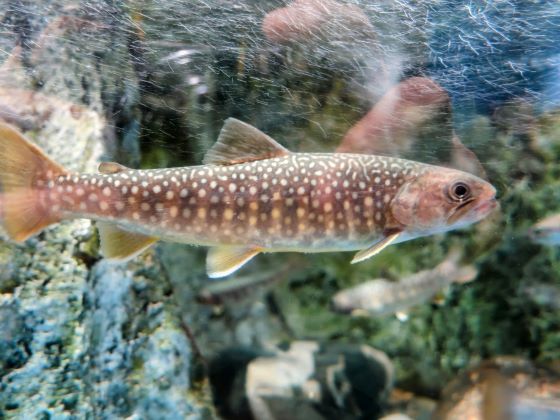 a photo of Japanese char (Nikkoiwana)