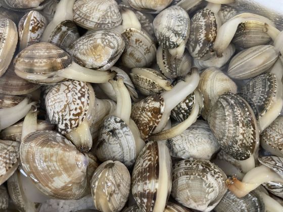 a photo of Japanese clam (Asari)