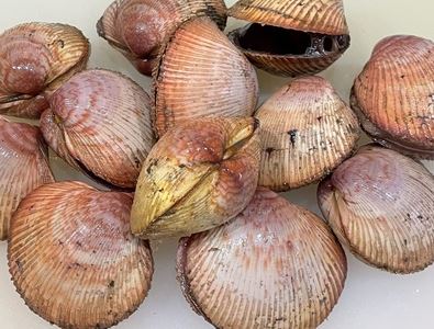 a photo of Japanese egg cockle (Torigai)