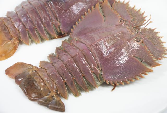 a photo of Japanese fan lobster (Uchiwaebi)