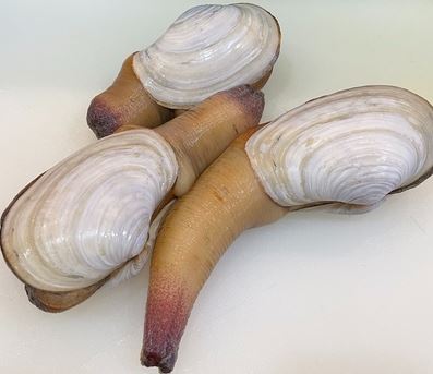 a photo of apanese geoduck (Shiromiru)