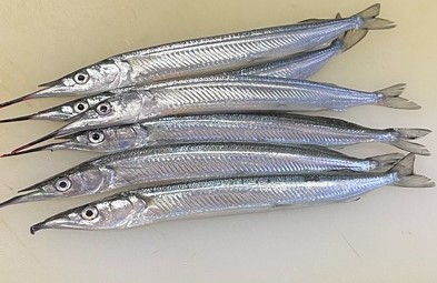 a photo of Japanese halfbeak (Sayori)
