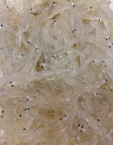a photo of Japanese icefish (Shirauo)
