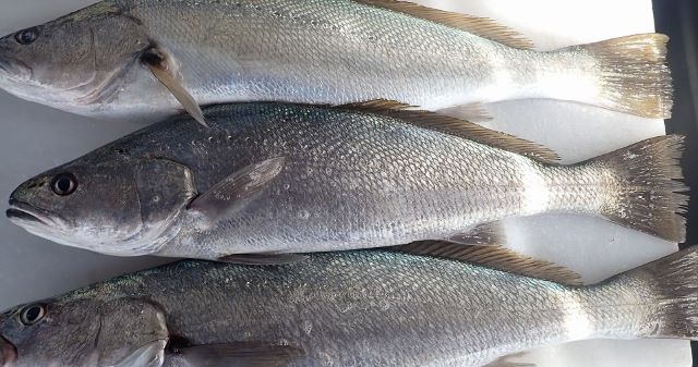 A photo of Japanese meagre (Oonibe)