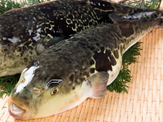 a photo of Japanese pufferfish (Tora-fugu)