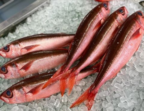 a photo of Japanese rubyfish (Hachibiki)
