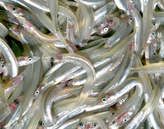 a photo of Japanese sand lance (Ikanago)