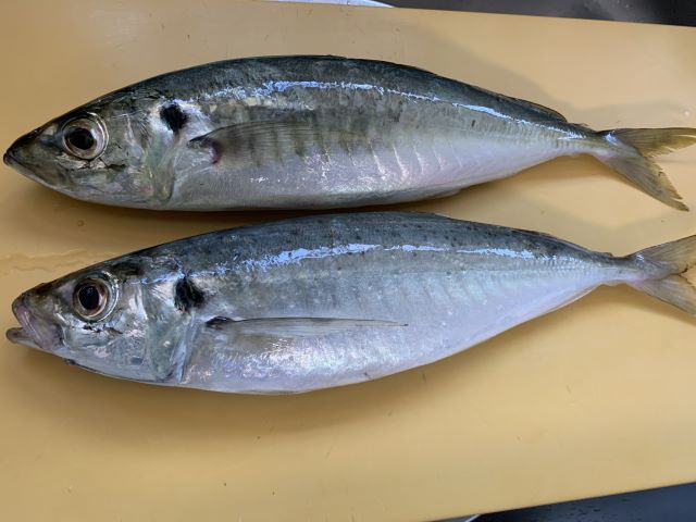 a photo of Japanese scad (Maruaji)