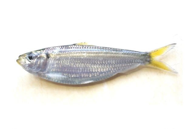 a photo of Japanese scaled sardine (Mamakari)