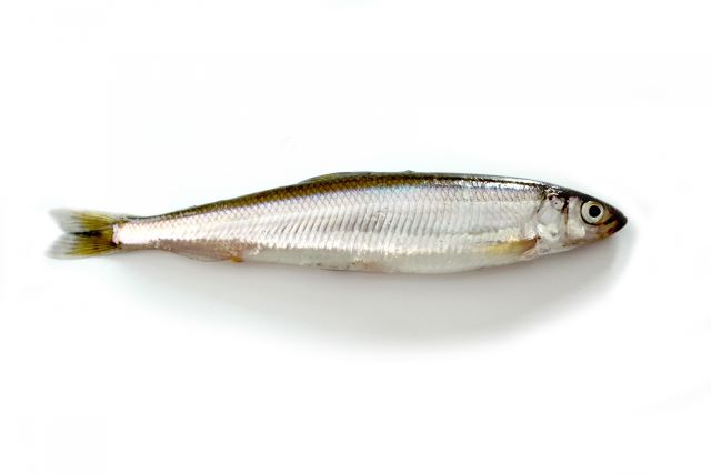a photo of Japanese smelt (Chika)