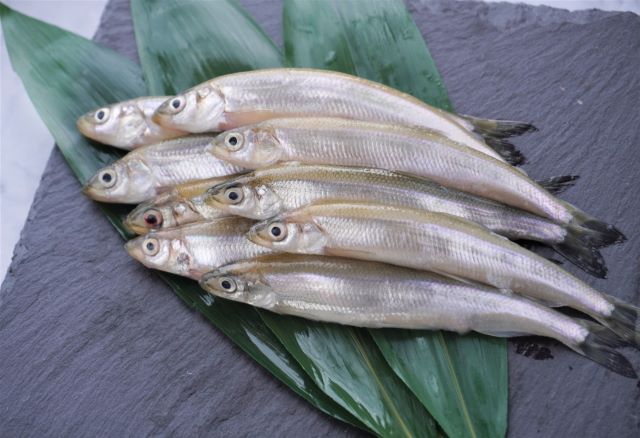 a photo of Japanese smelt (Wakasagi)