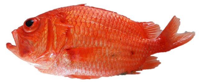 a photo of Japanese soldierfish (Ebisudai)