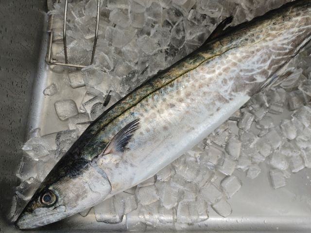 a photo of Japanese spanish mackerel (Sawara)